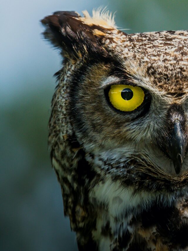 What it means when you see an owl, according to ancient civilizations