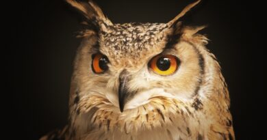 What Does the Symbol of an Owl Represent?