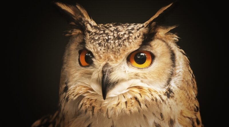 What Does the Symbol of an Owl Represent?