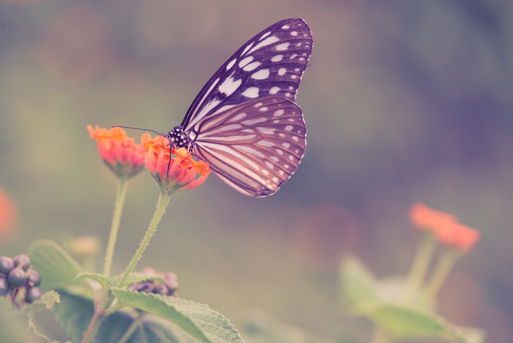 butterflies symbolism, Spiritual Lessons to Release Before the New Year Begins