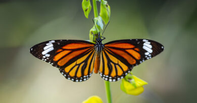 meanings of butterflies in spirituality