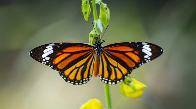 meanings of butterflies in spirituality