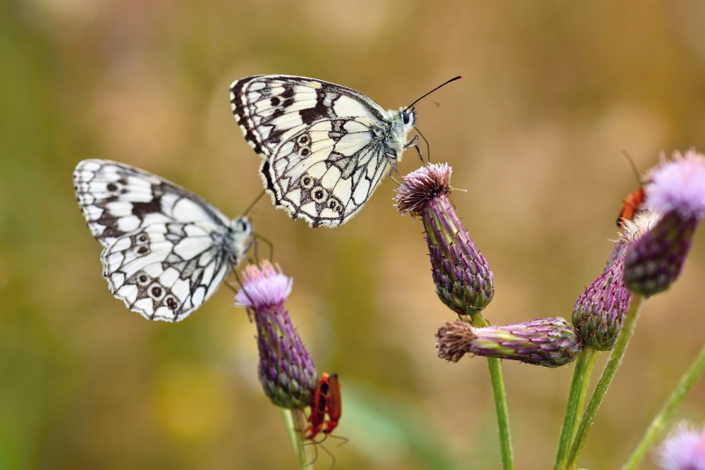 meanings of butterflies in spirituality