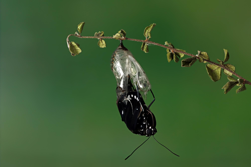 butterflie's metamorphosis