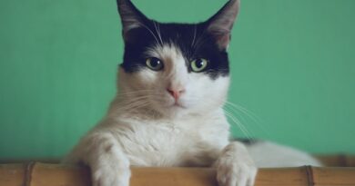 What Does It Mean to Dream About Cats?