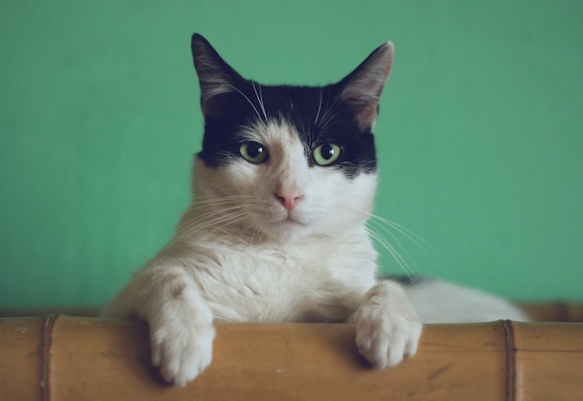 What Does It Mean to Dream About Cats?