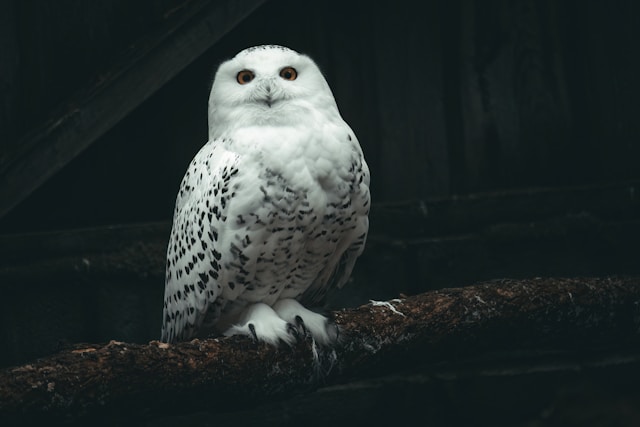 white owl meaning in Native American culture 