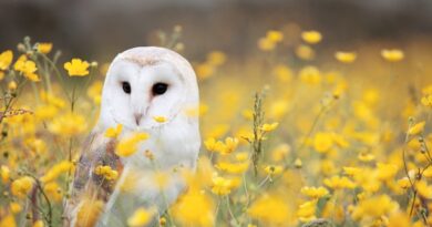 White Owl Meaning in Native American Culture