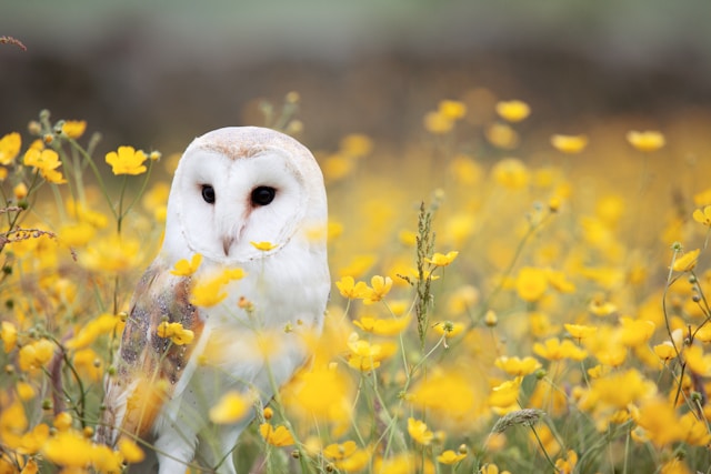 White Owl Meaning in Native American Culture