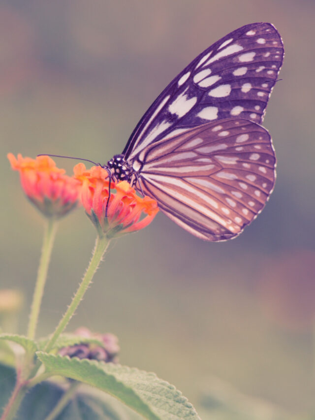 The Ancient Butterfly Secret That Changes Everything