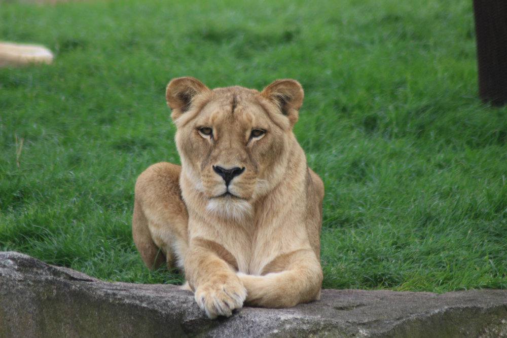dream about lioness