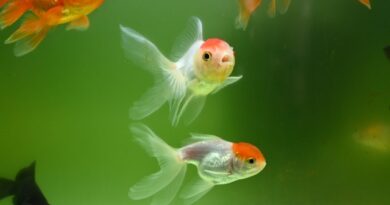 dreaming of fish
