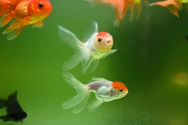 dreaming of fish