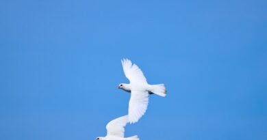 what does the symbol of the dove mean