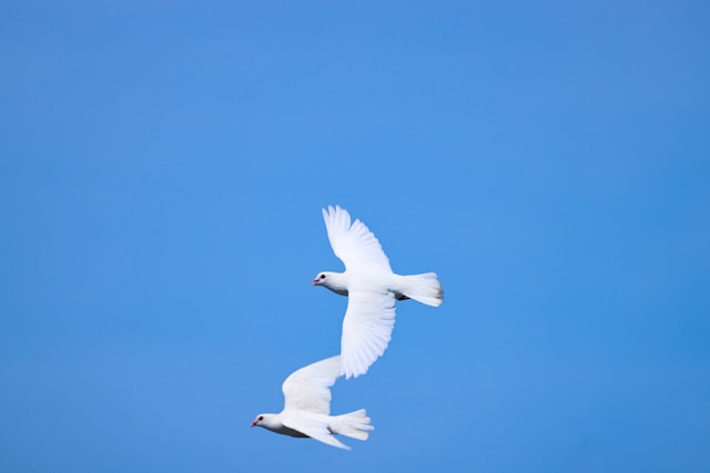 what does the symbol of the dove mean