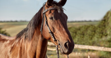 dreaming of riding a horse