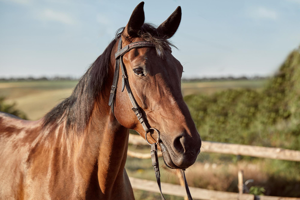 dreaming of riding a horse