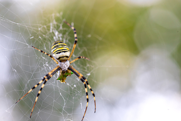 dreaming of spider