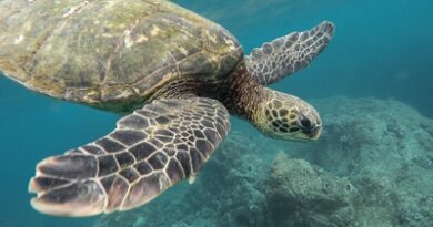 What do turtles represent