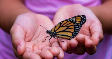 Spiritual Meaning of a Monarch Butterfly