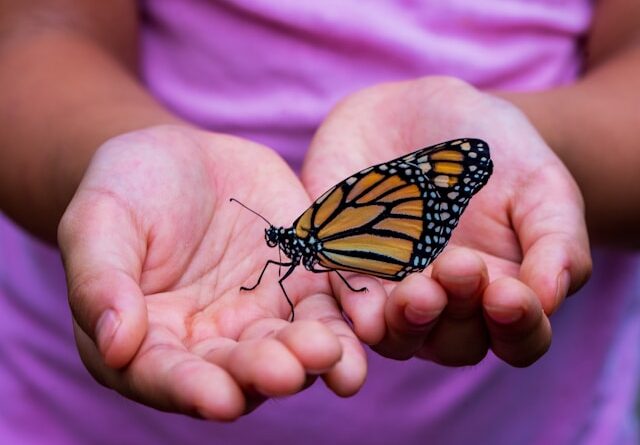 Spiritual Meaning of a Monarch Butterfly