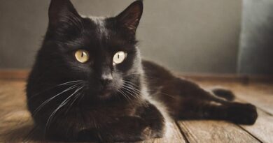dream about a black cat meaning