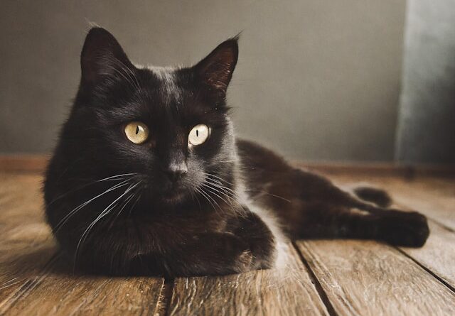 dream about a black cat meaning