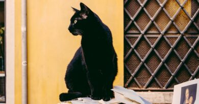 dream about a black cat