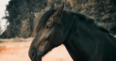 dreaming about a black horse