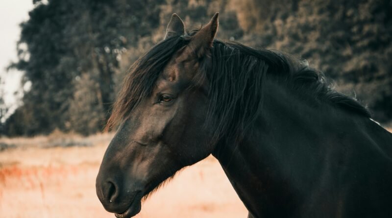 dreaming about a black horse