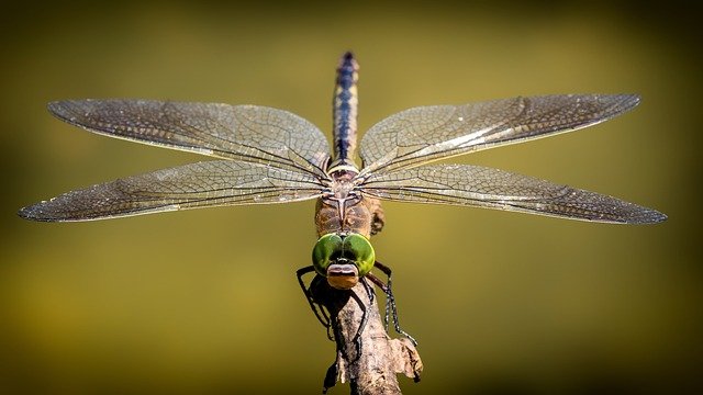 What Does the Symbol of a Dragonfly Mean
