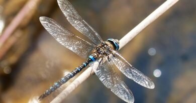 What Does the Symbol of a Dragonfly Mean