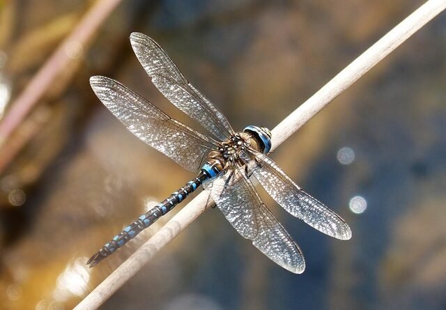 What Does the Symbol of a Dragonfly Mean