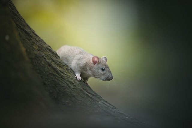 meaning of dreaming of a rat