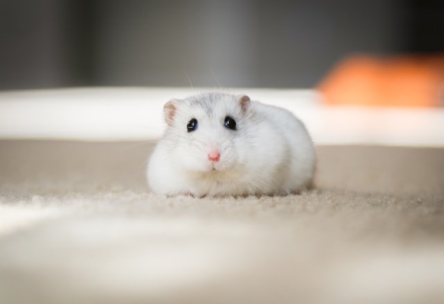meaning of dreaming of a rat