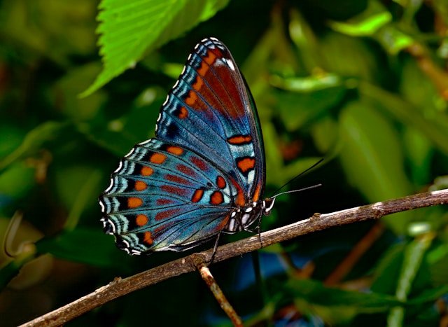 what do butterflies symbolize
