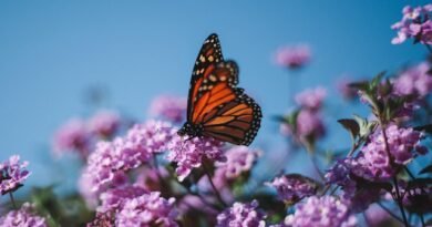 what do butterflies symbolize, What Does the Symbol of a Dragonfly Mean