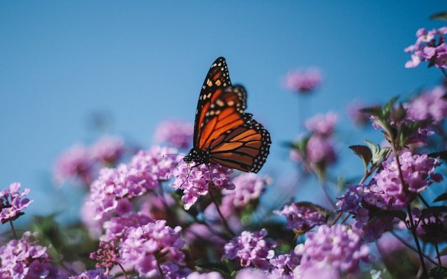 what do butterflies symbolize